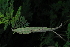  ( - OM4096)  @11 [ ] CreativeCommons - Attribution Non-Commercial Share-Alike (2013) Olivier Maurin University of Johannesburg, African Centre for DNA Barcoding (ACDB)