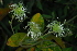  (Ranunculaceae - OM4099)  @11 [ ] CreativeCommons - Attribution Non-Commercial Share-Alike (2013) Olivier Maurin University of Johannesburg, African Centre for DNA Barcoding (ACDB)