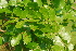  ( - OM4100)  @11 [ ] CreativeCommons - Attribution Non-Commercial Share-Alike (2013) Olivier Maurin University of Johannesburg, African Centre for DNA Barcoding (ACDB)