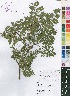  (Cryptosepalum - OM4108)  @11 [ ] No Rights Reserved  Unspecified Unspecified