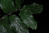  ( - OM4111)  @11 [ ] CreativeCommons - Attribution Non-Commercial Share-Alike (2013) Olivier Maurin University of Johannesburg, African Centre for DNA Barcoding (ACDB)