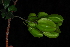  ( - OM4111)  @11 [ ] CreativeCommons - Attribution Non-Commercial Share-Alike (2013) Olivier Maurin University of Johannesburg, African Centre for DNA Barcoding (ACDB)