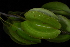  (Combretum zeyheri - OM4111)  @11 [ ] CreativeCommons - Attribution Non-Commercial Share-Alike (2013) Olivier Maurin University of Johannesburg, African Centre for DNA Barcoding (ACDB)