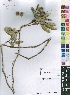  ( - OM4116)  @11 [ ] No Rights Reserved  Unspecified Unspecified
