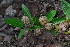  ( - OM4116)  @11 [ ] CreativeCommons - Attribution Non-Commercial Share-Alike (2013) Olivier Maurin University of Johannesburg, African Centre for DNA Barcoding (ACDB)