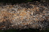  ( - OM4121)  @11 [ ] CreativeCommons - Attribution Non-Commercial Share-Alike (2013) Olivier Maurin University of Johannesburg, African Centre for DNA Barcoding (ACDB)