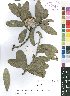  ( - OM4126)  @11 [ ] No Rights Reserved  Unspecified Unspecified