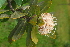  ( - OM4126)  @11 [ ] CreativeCommons - Attribution Non-Commercial Share-Alike (2013) Olivier Maurin University of Johannesburg, African Centre for DNA Barcoding (ACDB)