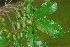  ( - OM4128)  @11 [ ] CreativeCommons - Attribution Non-Commercial Share-Alike (2013) Olivier Maurin University of Johannesburg, African Centre for DNA Barcoding (ACDB)