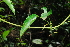  ( - OM4130)  @11 [ ] CreativeCommons - Attribution Non-Commercial Share-Alike (2013) Olivier Maurin University of Johannesburg, African Centre for DNA Barcoding (ACDB)