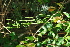  ( - OM4130)  @11 [ ] CreativeCommons - Attribution Non-Commercial Share-Alike (2013) Olivier Maurin University of Johannesburg, African Centre for DNA Barcoding (ACDB)