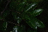  ( - OM4133)  @11 [ ] CreativeCommons - Attribution Non-Commercial Share-Alike (2013) Olivier Maurin University of Johannesburg, African Centre for DNA Barcoding (ACDB)