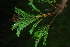  ( - OM4139)  @11 [ ] CreativeCommons - Attribution Non-Commercial Share-Alike (2013) Olivier Maurin University of Johannesburg, African Centre for DNA Barcoding (ACDB)