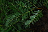  ( - OM4139)  @11 [ ] CreativeCommons - Attribution Non-Commercial Share-Alike (2013) Olivier Maurin University of Johannesburg, African Centre for DNA Barcoding (ACDB)