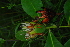  ( - OM4140)  @11 [ ] CreativeCommons - Attribution Non-Commercial Share-Alike (2013) Olivier Maurin University of Johannesburg, African Centre for DNA Barcoding (ACDB)