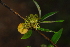  ( - OM4141)  @11 [ ] CreativeCommons - Attribution Non-Commercial Share-Alike (2013) Olivier Maurin University of Johannesburg, African Centre for DNA Barcoding (ACDB)
