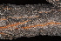  (Uapaca nitida var. nitida - OM4149)  @11 [ ] CreativeCommons - Attribution Non-Commercial Share-Alike (2013) Olivier Maurin University of Johannesburg, African Centre for DNA Barcoding (ACDB)