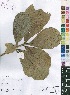  (Uapaca pilosa var. pilosa - OM4150)  @11 [ ] No Rights Reserved  Unspecified Unspecified