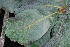  ( - OM4150)  @11 [ ] CreativeCommons - Attribution Non-Commercial Share-Alike (2013) Olivier Maurin University of Johannesburg, African Centre for DNA Barcoding (ACDB)