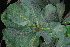  ( - OM4150)  @11 [ ] CreativeCommons - Attribution Non-Commercial Share-Alike (2013) Olivier Maurin University of Johannesburg, African Centre for DNA Barcoding (ACDB)