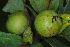  ( - OM4150)  @11 [ ] CreativeCommons - Attribution Non-Commercial Share-Alike (2013) Olivier Maurin University of Johannesburg, African Centre for DNA Barcoding (ACDB)