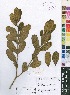  ( - OM4152)  @11 [ ] No Rights Reserved  Unspecified Unspecified