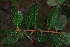  ( - OM4154)  @11 [ ] CreativeCommons - Attribution Non-Commercial Share-Alike (2013) Olivier Maurin University of Johannesburg, African Centre for DNA Barcoding (ACDB)