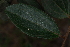  ( - OM4154)  @11 [ ] CreativeCommons - Attribution Non-Commercial Share-Alike (2013) Olivier Maurin University of Johannesburg, African Centre for DNA Barcoding (ACDB)