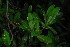  (Memecylon flavovirens - OM4155)  @11 [ ] CreativeCommons - Attribution Non-Commercial Share-Alike (2013) Olivier Maurin University of Johannesburg, African Centre for DNA Barcoding (ACDB)
