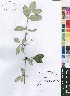  ( - OM4156)  @11 [ ] No Rights Reserved  Unspecified Unspecified