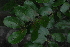  ( - OM4157)  @11 [ ] CreativeCommons - Attribution Non-Commercial Share-Alike (2013) Olivier Maurin University of Johannesburg, African Centre for DNA Barcoding (ACDB)