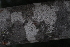  (Julbernardia - OM4157)  @11 [ ] CreativeCommons - Attribution Non-Commercial Share-Alike (2013) Olivier Maurin University of Johannesburg, African Centre for DNA Barcoding (ACDB)
