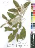  (Croton gratissimus var. gratissimus - OM4162)  @11 [ ] No Rights Reserved  Unspecified Unspecified