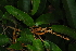  ( - OM4162)  @11 [ ] CreativeCommons - Attribution Non-Commercial Share-Alike (2013) Olivier Maurin University of Johannesburg, African Centre for DNA Barcoding (ACDB)