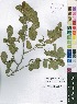  (Margaritaria discoidea var. nitida - OM4165)  @11 [ ] No Rights Reserved  Unspecified Unspecified