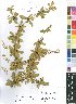  (Terminalia stuhlmannii - OM4168)  @11 [ ] No Rights Reserved  Unspecified Unspecified