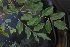  (Pterocarpus lucens - OM4170)  @11 [ ] CreativeCommons - Attribution Non-Commercial Share-Alike (2013) Olivier Maurin University of Johannesburg, African Centre for DNA Barcoding (ACDB)