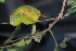  ( - OM4170)  @11 [ ] CreativeCommons - Attribution Non-Commercial Share-Alike (2013) Olivier Maurin University of Johannesburg, African Centre for DNA Barcoding (ACDB)