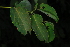  ( - OM4171)  @11 [ ] CreativeCommons - Attribution Non-Commercial Share-Alike (2013) Olivier Maurin University of Johannesburg, African Centre for DNA Barcoding (ACDB)