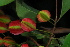  ( - OM4171)  @11 [ ] CreativeCommons - Attribution Non-Commercial Share-Alike (2013) Olivier Maurin University of Johannesburg, African Centre for DNA Barcoding (ACDB)