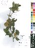  (Karomia - OM4174)  @11 [ ] No Rights Reserved  Unspecified Unspecified