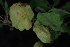  ( - OM4174)  @11 [ ] CreativeCommons - Attribution Non-Commercial Share-Alike (2013) Olivier Maurin University of Johannesburg, African Centre for DNA Barcoding (ACDB)