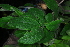  ( - OM4176)  @11 [ ] CreativeCommons - Attribution Non-Commercial Share-Alike (2013) Olivier Maurin University of Johannesburg, African Centre for DNA Barcoding (ACDB)
