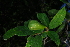  ( - OM4176)  @11 [ ] CreativeCommons - Attribution Non-Commercial Share-Alike (2013) Olivier Maurin University of Johannesburg, African Centre for DNA Barcoding (ACDB)