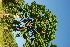  ( - OM4178)  @11 [ ] CreativeCommons - Attribution Non-Commercial Share-Alike (2013) Olivier Maurin University of Johannesburg, African Centre for DNA Barcoding (ACDB)