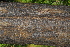  ( - OM4178)  @11 [ ] CreativeCommons - Attribution Non-Commercial Share-Alike (2013) Olivier Maurin University of Johannesburg, African Centre for DNA Barcoding (ACDB)