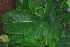  ( - OM4178)  @11 [ ] CreativeCommons - Attribution Non-Commercial Share-Alike (2013) Olivier Maurin University of Johannesburg, African Centre for DNA Barcoding (ACDB)