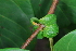  ( - OM4178)  @11 [ ] CreativeCommons - Attribution Non-Commercial Share-Alike (2013) Olivier Maurin University of Johannesburg, African Centre for DNA Barcoding (ACDB)