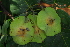  ( - OM4178)  @11 [ ] CreativeCommons - Attribution Non-Commercial Share-Alike (2013) Olivier Maurin University of Johannesburg, African Centre for DNA Barcoding (ACDB)