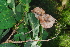  ( - OM4178)  @11 [ ] CreativeCommons - Attribution Non-Commercial Share-Alike (2013) Olivier Maurin University of Johannesburg, African Centre for DNA Barcoding (ACDB)